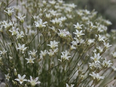 Eremogone ferrisiae