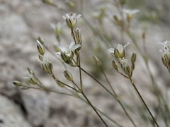 Eremogone ferrisiae