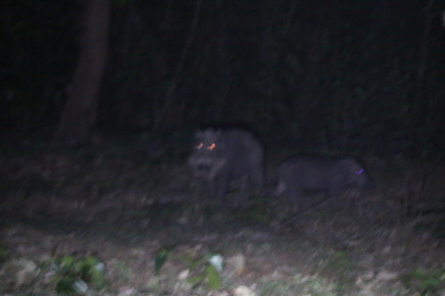 Bornean Bearded Pig
