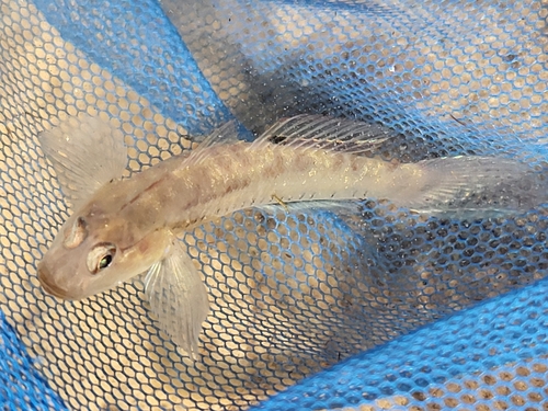 Schlegel's goby (Porogobius schlegelii) — Gobiidae