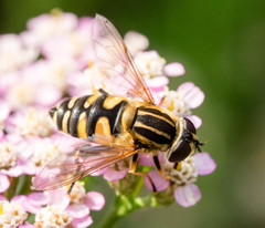 Helophilus neoaffinis