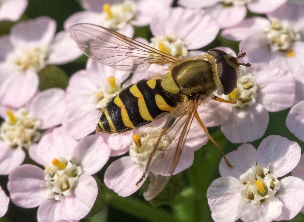 Black-thighed Flower Fly