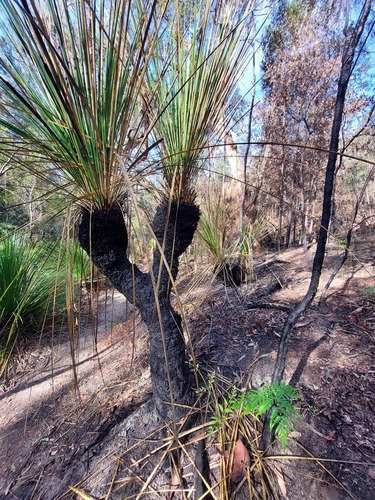 Image of Xanthorrhoea arborea by (c) Corey Koala, some rights reserved (CC BY)