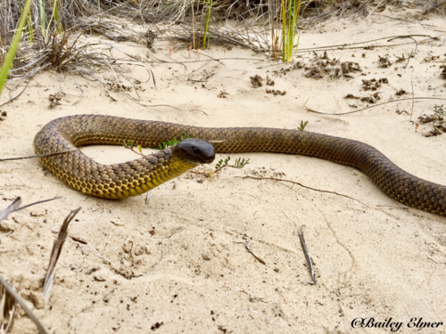 Tiger Snake sighting