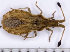 Spathocera lobata