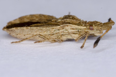Spathocera lobata