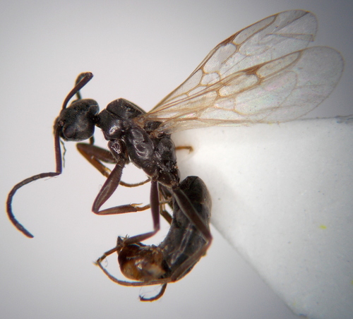 Tapinoma karavaieviTapinoma karavaievi