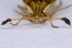 Spathocera lobata