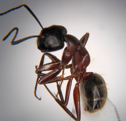 里氏弓背蚁Camponotus reichardti