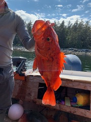 Sebastes ruberrimus
