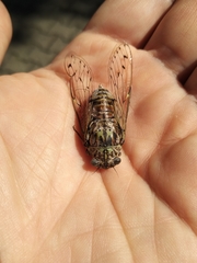 Cicada orni