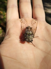 Cicada orni
