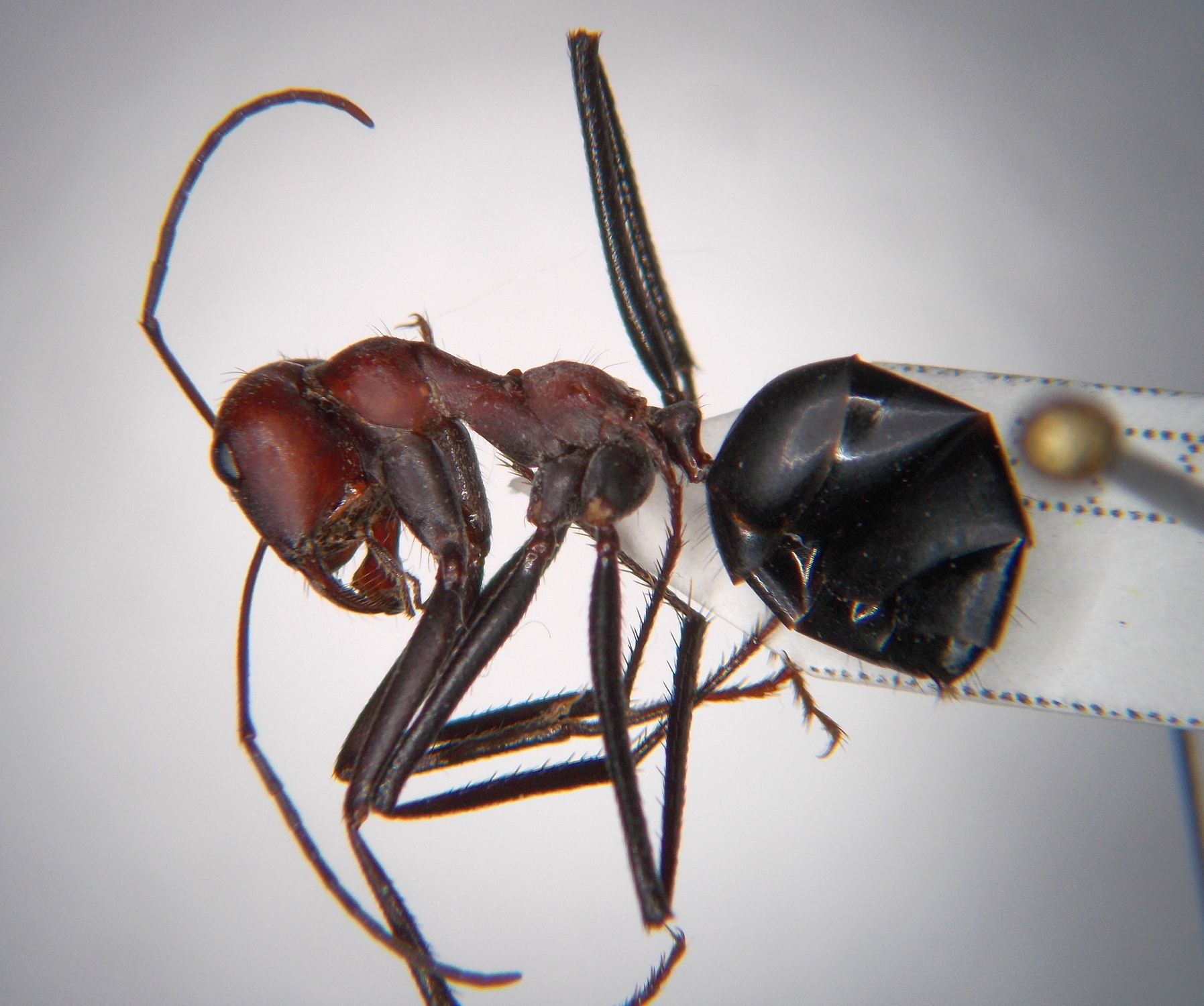 Cataglyphis bergiana