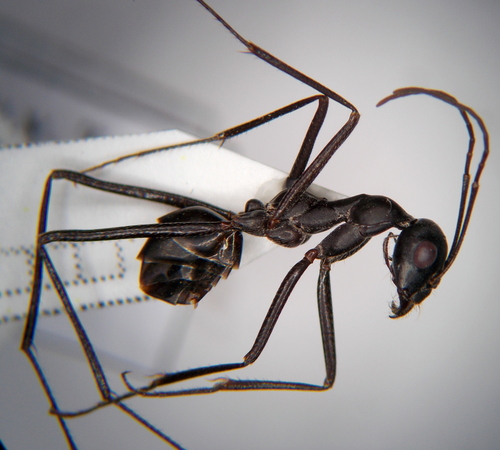 Cataglyphis oxianaCataglyphis oxiana