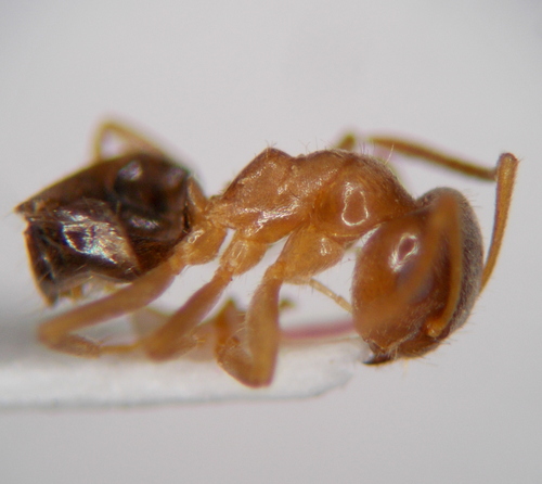 乌兹别克毛蚁Lasius uzbeki
