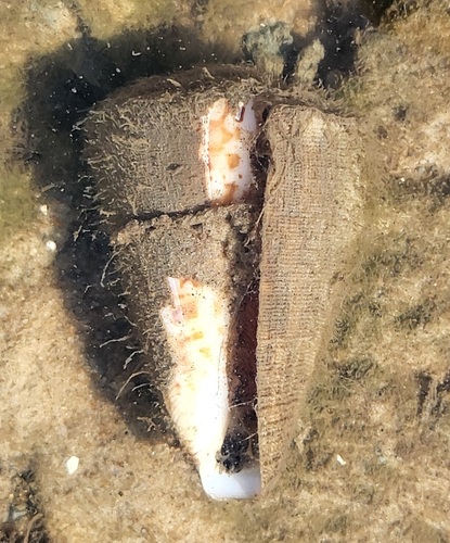 Conus pulcher observed 2025-01-29