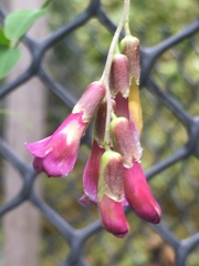 Vicia dumetorum