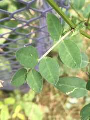 Vicia dumetorum