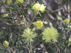 Melaleuca stereophloia