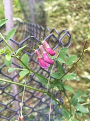 Vicia dumetorum