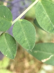 Vicia dumetorum