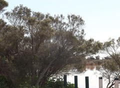 Melaleuca stereophloia