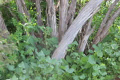 Melaleuca stereophloia