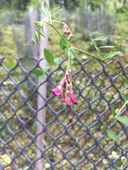 Vicia dumetorum