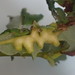 Willow Leaf Gall Midge - Photo (c) Eric Knopf, some rights reserved (CC BY-NC)