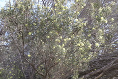 Melaleuca stereophloia