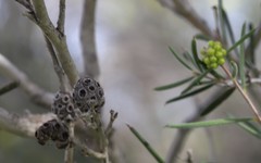 Melaleuca stereophloia