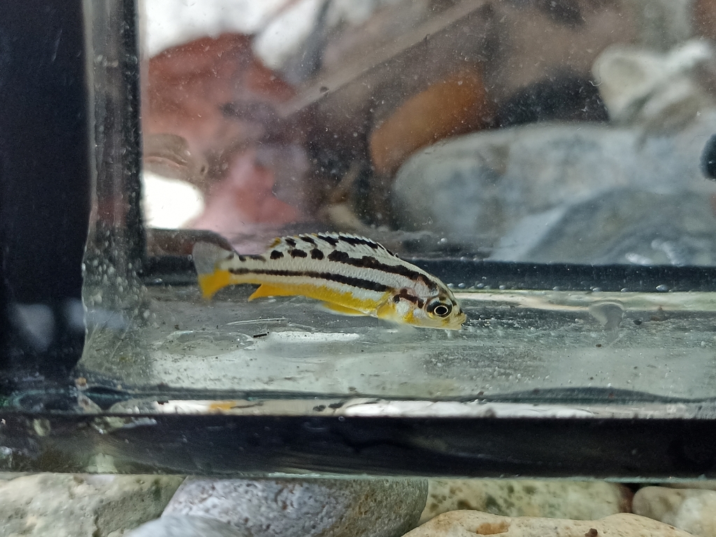 Malawi golden cichlid (Melanochromis auratus)