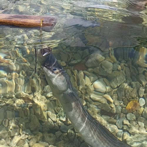 Celebes longfin eel (Anguilla celebesensis) — Anguillidae — 2