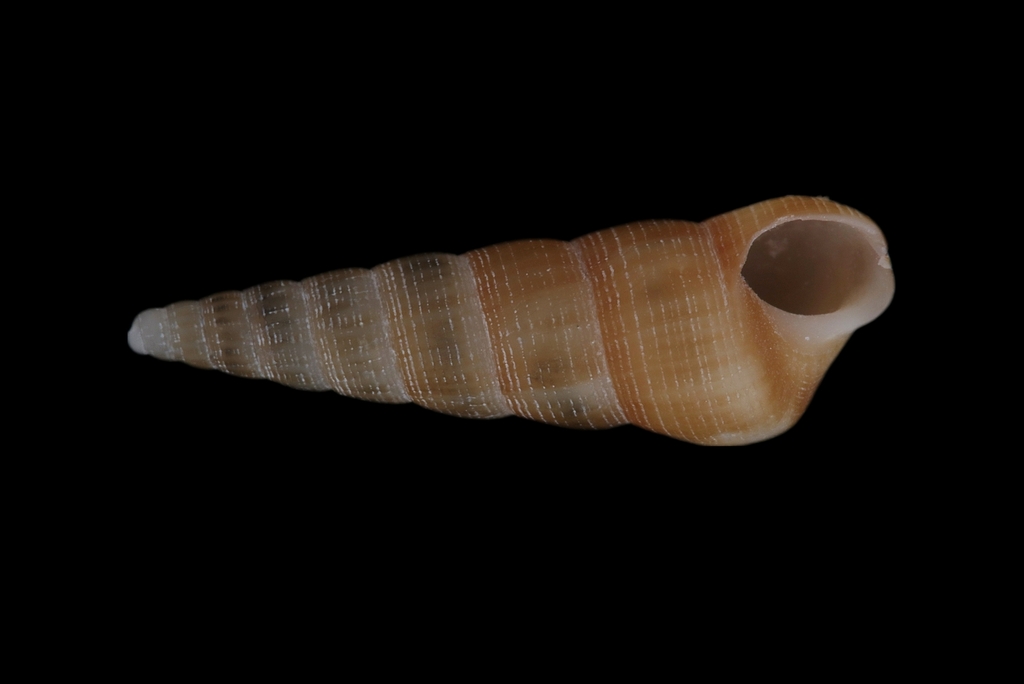 Acirsa