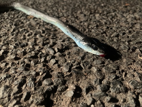 Common Tree Snake sighting