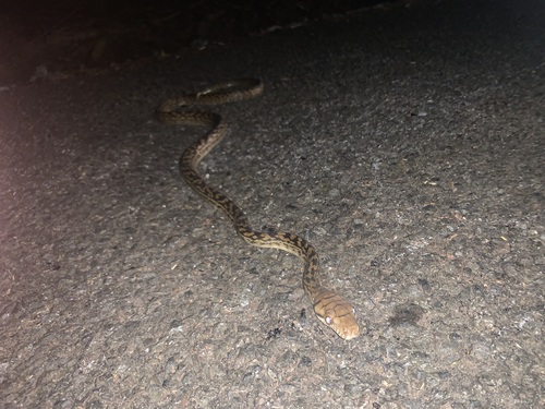 Australian Scrub Python sighting