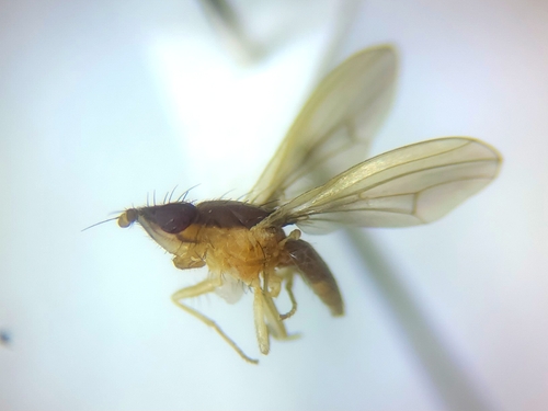 Trigonometopus vittatus