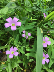 Ionoxalis