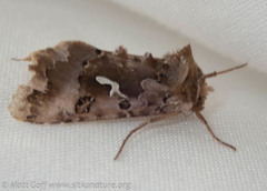 Autographa corusca