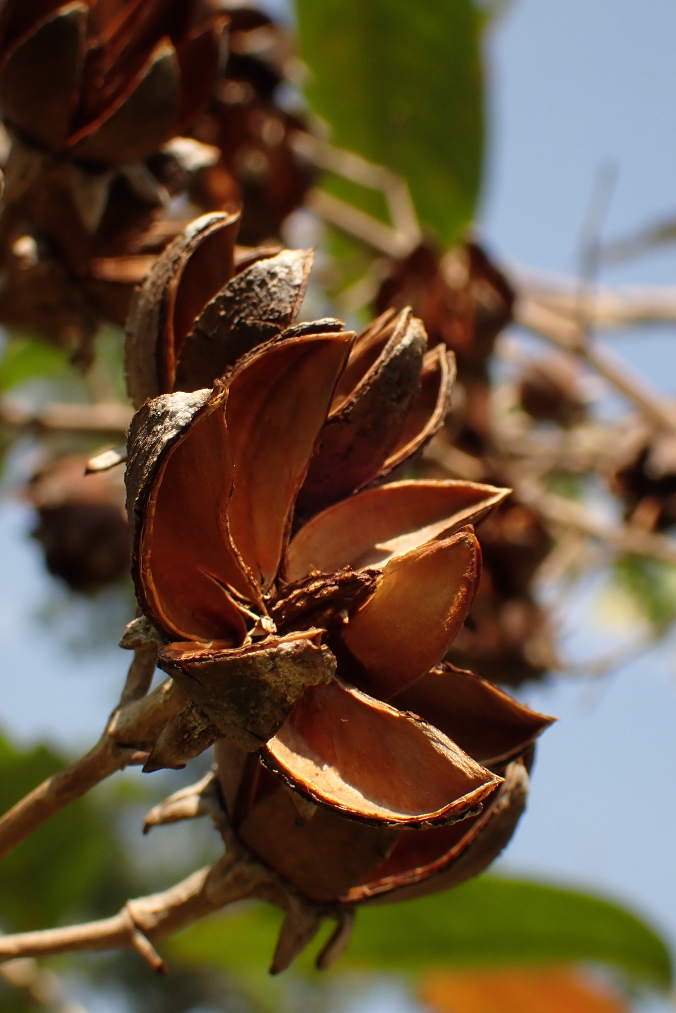 Imagem de Resedá-flor-da-rainha