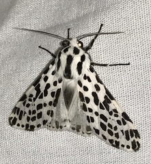 Hypercompe permaculata