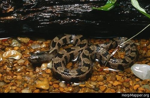 Brown Watersnake