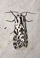 Hypercompe permaculata