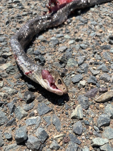 Eastern Brown Snake sighting