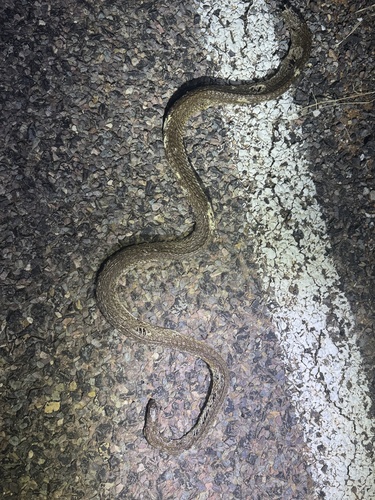 Inland Taipan sighting