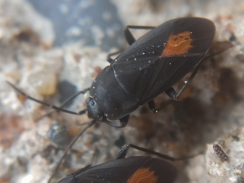 Aphanus rolandri