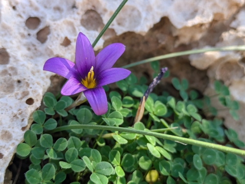 Romulea tempskyana