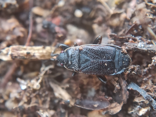 Pyrrhocoris marginatus
