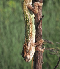 Drakensberg Dwarf Chameleon photo 4