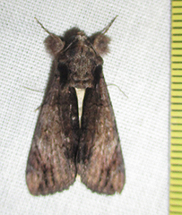 Ulotrichopus tinctipennis